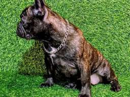 FRANCUSKI BULDOG - žensko &scaron;tene