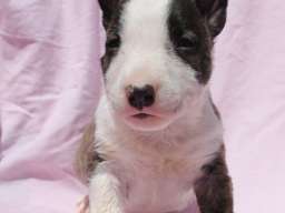 Mini Bull Terijer štenci
