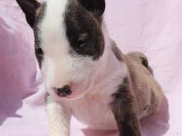 Mini Bull Terijer &scaron;tenci