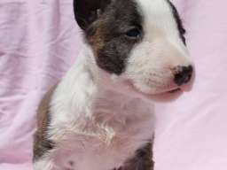 Mini Bull Terijer &scaron;tenci