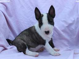 Mini Bull Terijer &scaron;tenci