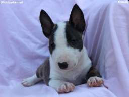 Mini Bull Terijer &scaron;tenci