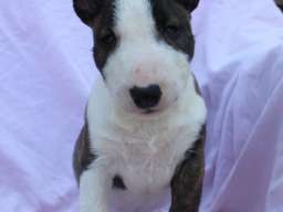 Mini Bull Terijer &scaron;tenci