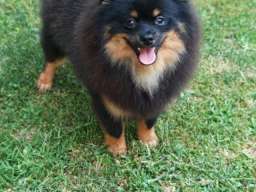 Pomeranski spic muzjak