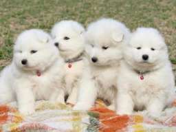 Samojed prelepi štenci