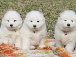 Samojed prelepi &scaron;tenci
