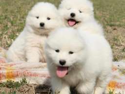 Samojed prelepi &scaron;tenci