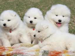 Samojed prelepi &scaron;tenci
