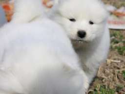 Samojed prelepi &scaron;tenci