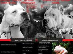 Stenci Argentinske doge na prodaju