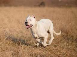 Stenci Argentinske doge na prodaju