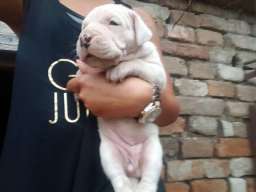 Stenci Argentinske doge na prodaju