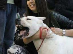 Stenci Argentinske doge na prodaju