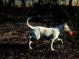 Stenci Argentinske doge na prodaju