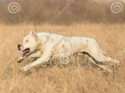 Stenci Argentinske doge na prodaju