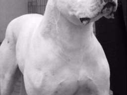 Stenci Argentinske doge na prodaju