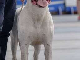 Stenci Argentinske doge na prodaju