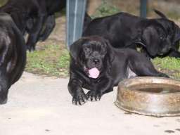 Kane korso stenci na prodaju