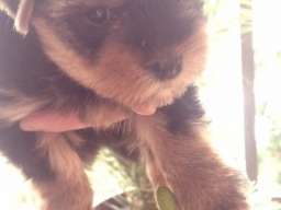 Jorksir terijer mini stenad