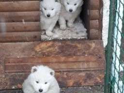 &Scaron;tenci Samojeda