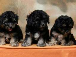 Havanski Bi&scaron;on, stenad vrhunskog porekla