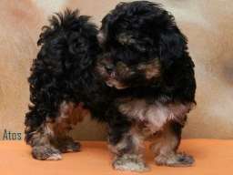 Havanski Bi&scaron;on, stenad vrhunskog porekla