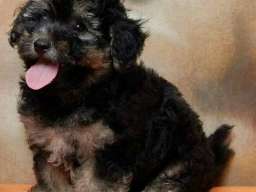 Havanski Bi&scaron;on, stenad vrhunskog porekla