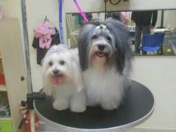 Havanski Bi&scaron;on, stenad vrhunskog porekla