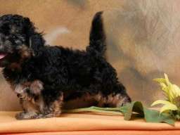 Havanski Bi&scaron;on, stenad vrhunskog porekla