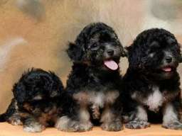 Havanski Bi&scaron;on, stenad vrhunskog porekla