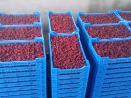 Sadnice maline