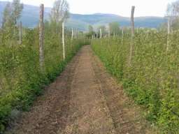 Sadnice maline