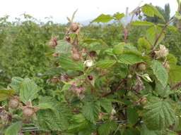 Sadnice maline