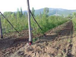 Sadnice maline