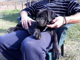 Cane corso(kane korso) &scaron;tenci