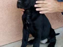 Cane corso(kane korso) &scaron;tenci