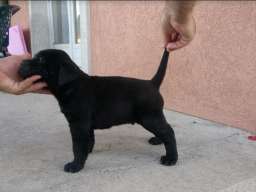 Cane corso(kane korso) &scaron;tenci
