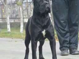 Cane corso(kane korso) &scaron;tenci