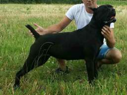 Cane corso(kane korso) &scaron;tenci