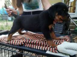 Rotvajler stenci na prodaju