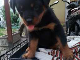 Rotvajler stenci na prodaju