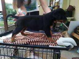 Rotvajler stenci na prodaju