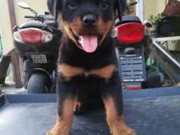 Rotvajler stenci na prodaju