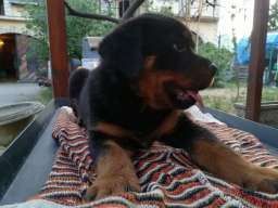 Rotvajler stenci na prodaju