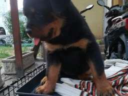 Rotvajler stenci na prodaju