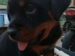 Rotvajler stenci na prodaju