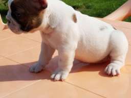 Musko i zensko stene Francuskog buldoga