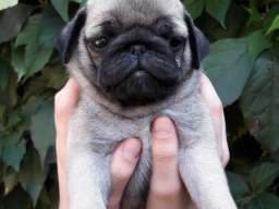 &Scaron;tenci mopsa na prodaju, tri mužijaka i dve ženke