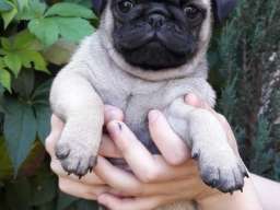 &Scaron;tenci mopsa na prodaju, tri mužijaka i dve ženke