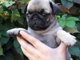 &Scaron;tenci mopsa na prodaju, tri mužijaka i dve ženke